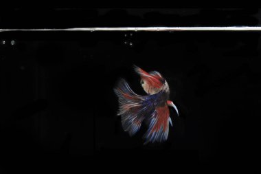 Pembe Beta balığı, Black Backgroun 'da.