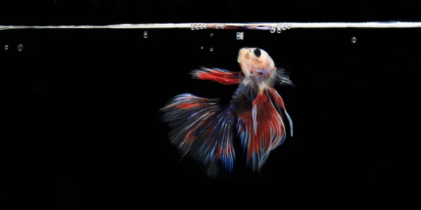 Rosa Betta Pescado Negro Backgroun — Foto de Stock