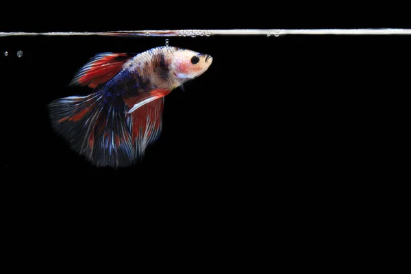 Pembe Beta balığı, Black Backgroun 'da.