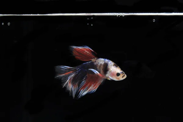 Rosa Betta Fisk Vid Black Backgroun — Stockfoto