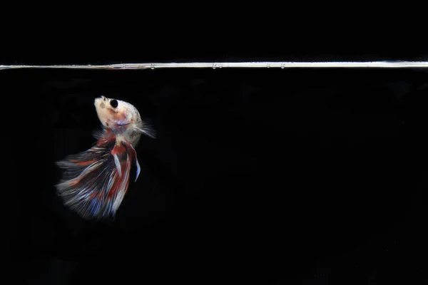 Peixe Betta Rosa Black Backgroun — Fotografia de Stock