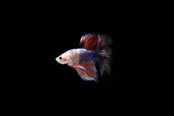 Pembe Beta balığı, Black Backgroun 'da.