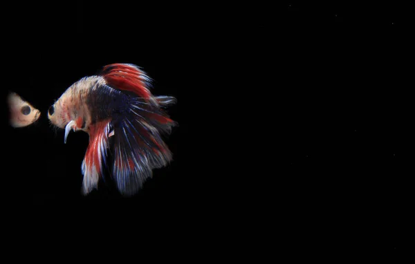 Pink Betta Fisch Bei Black Backgroun — Stockfoto