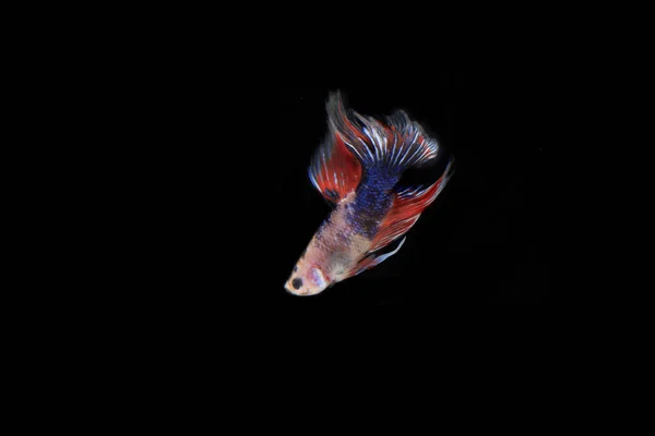 Pink Betta Fisch Bei Black Backgroun — Stockfoto