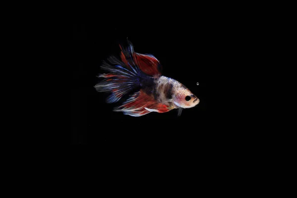 Pink Betta Fish Black Backgroun — Stock Photo, Image