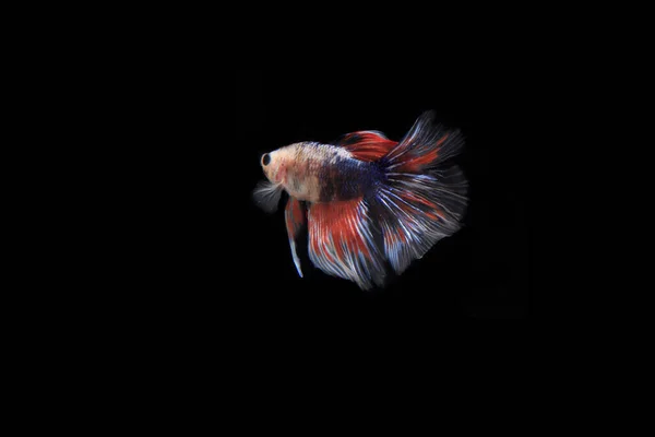 Peixe Betta Rosa Black Backgroun — Fotografia de Stock