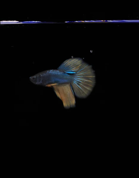 Jaune Queue Bleu Corps Betta Poisson Black Backgroun — Photo