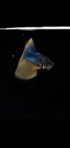 Cola Amarilla Cuerpo Azul Betta Pescado Fondo Negro — Foto de Stock