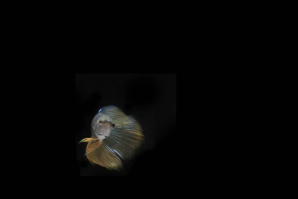 Gelber Schwanz Blauer Körper Betta Fisch Bei Schwarzem Hintergrund — Stockfoto