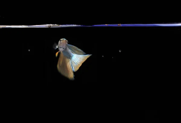 Cola Amarilla Cuerpo Azul Betta Pescado Fondo Negro —  Fotos de Stock