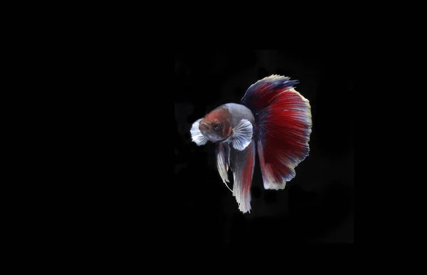 Meia Lua Betta Peixe Black Backgroun — Fotografia de Stock