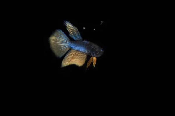 Amarelo Cauda Azul Corpo Betta Peixe Fundo Preto — Fotografia de Stock