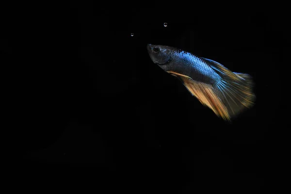 Малий Жовтий Хвіст Блакитний Казанг Бетта Сіамська Риба Чорному Тлі — стокове фото