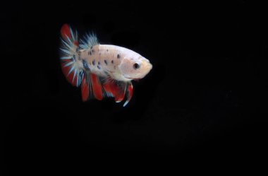 Black Backgroun 'da güzel Beta Balığı Şekeri.