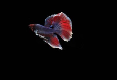 Güzel Mavi ve Kızıl Beta Balığı, Black Backgroun 'da