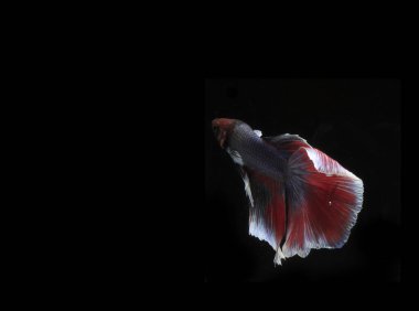 Güzel Mavi ve Kızıl Beta Balığı, Black Backgroun 'da