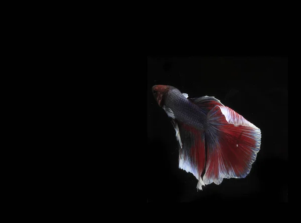 Beaux Poissons Betta Bleus Rouges Backgroun Noir — Photo