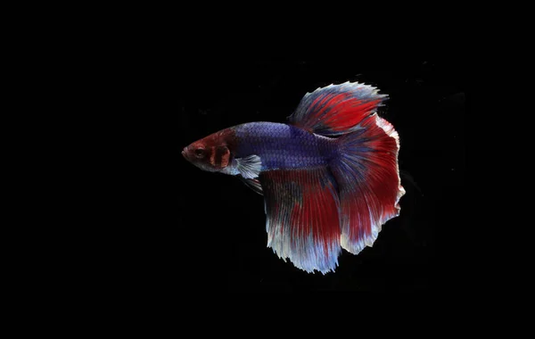 Belo Peixe Betta Azul Vermelho Black Backgroun — Fotografia de Stock