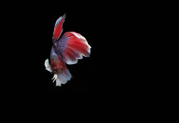 Small Beautiful Blue Red Betta Fish Black Backgroun — Stock Photo, Image