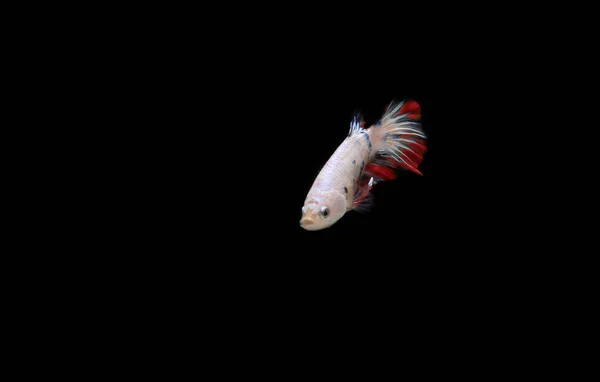 Рыба Кэнди Бетта Черном Море — стоковое фото