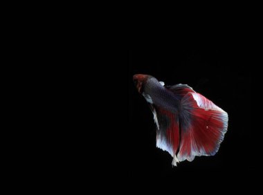 Güzel Mavi ve Kızıl Beta Balığı, Black Backgroun 'da