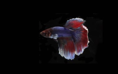 Güzel Mavi ve Kızıl Beta Balığı, Black Backgroun 'da
