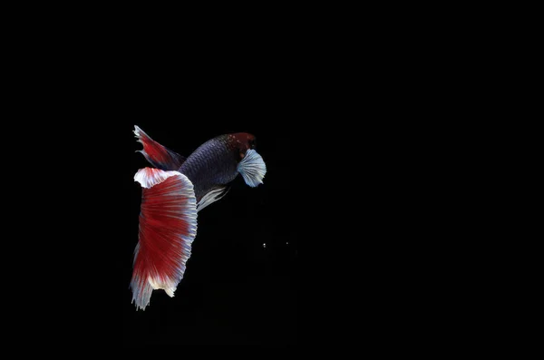 Beaux Poissons Betta Bleus Rouges Backgroun Noir — Photo