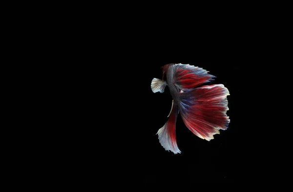 Belo Peixe Betta Azul Vermelho Black Backgroun — Fotografia de Stock