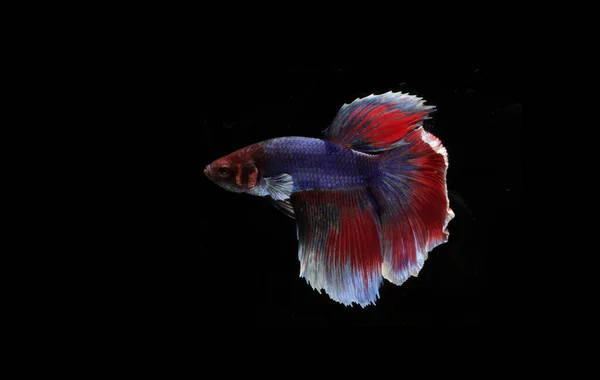 아름다운 물고기와 물고기 — 스톡 사진