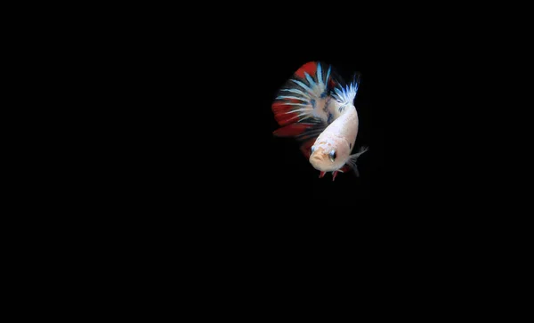 Beautiful Candy Betta Fish Black Backgroun — Stock Photo, Image