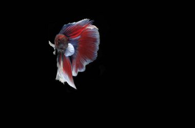Güzel Mavi ve Kızıl Beta Balığı, Black Backgroun 'da