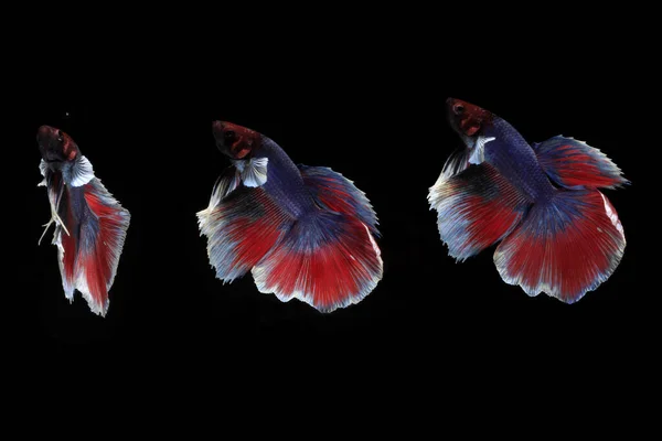 Colage Schöner Blauer Und Roter Betta Fisch Schwarzen Hintergrund — Stockfoto