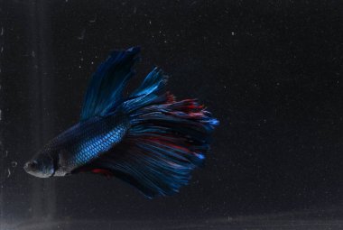 İğrenç Mavi Dev Yarım Ay Beta Balığı, Kirli Su 'da