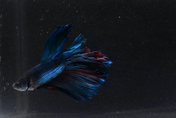 İğrenç Mavi Dev Yarım Ay Beta Balığı, Kirli Su 'da