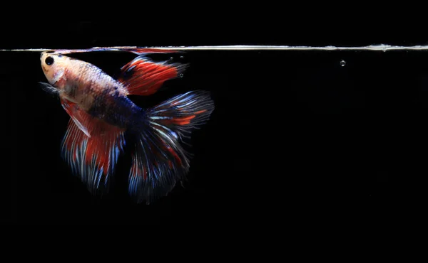 Colorful Betta Fish Black Backgroun — Stock Photo, Image