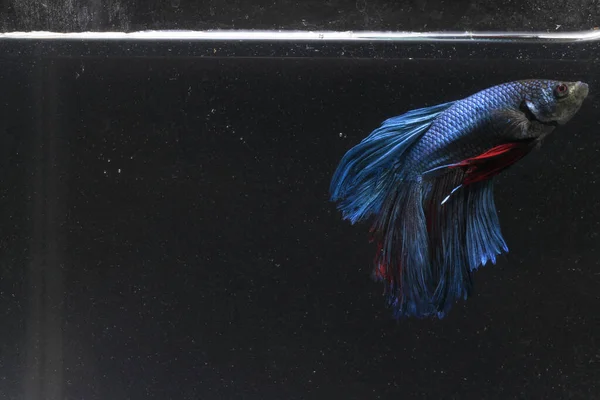 Hasta, Kırık Fin, Hasta Mavi Dev Kirli Su Beta Balığı