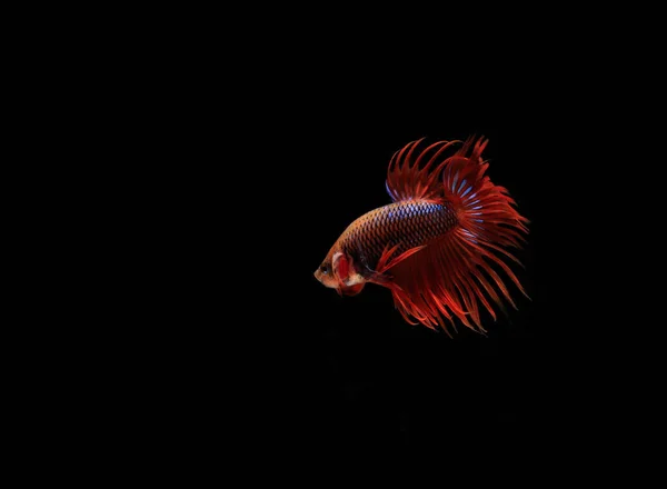 Beta Cupang Siamese Fighting Fish Serit Black Backgroun — Stockfoto