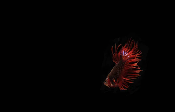 Beta Cupang Siamese Fighting Fish Serit Czarnym Tle — Zdjęcie stockowe