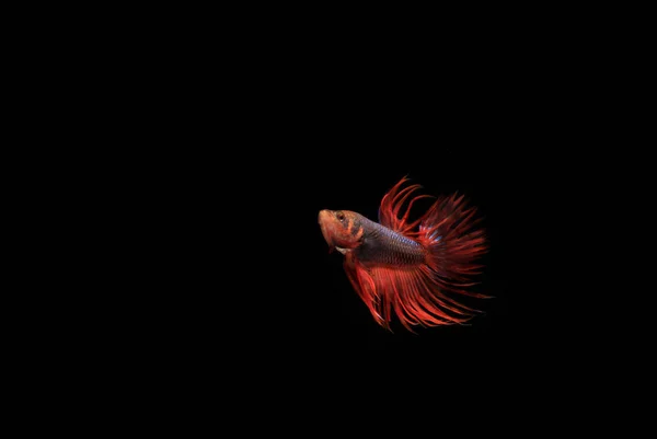 Beta Cupang Siamese Fighting Fish Serit Black Backgroun — 스톡 사진