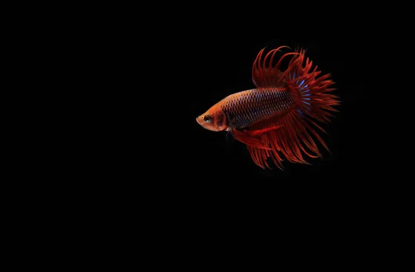 Beta Cupang Siamese Fighting Fish Serit Black Backgroun — Stockfoto