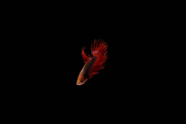 Red Betta Cupang Siamese Fighting Fish Serit Crowntail Black Backgroun — Stock fotografie