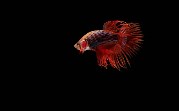 Red Betta Cupang Siamese Fighting Fish Serit Crowntail Black Backgroun — Fotografia de Stock