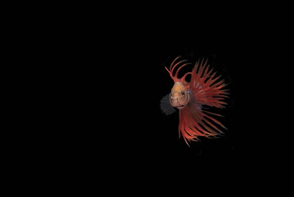 Red Betta Cupang Siamese Fighting Fish Serit Crowntail Black Backgroun — Fotografia de Stock