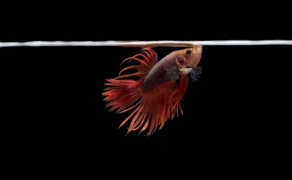 Kızıl Betta Cupang Siyam Savaşçı Balığı Serit Veya Crowntail Black — Stok fotoğraf