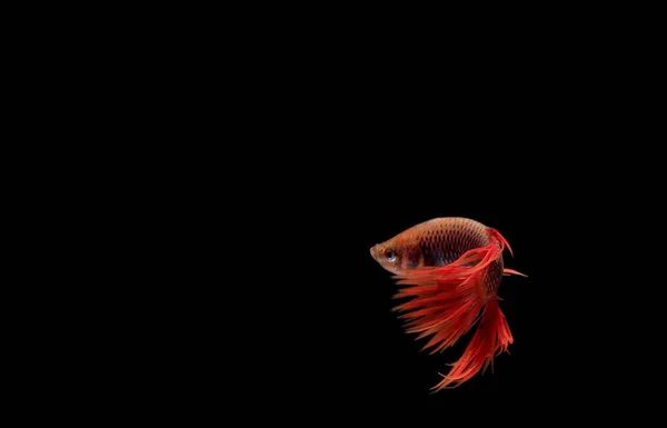 Red Betta Cupang Siamese Fighting Fish Serit Crowntail Black Backgroun — Fotografia de Stock