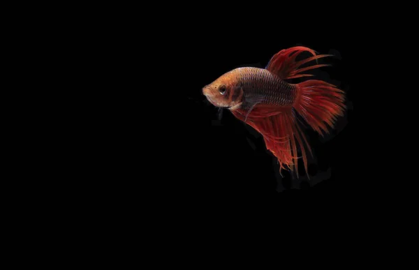 Betta Rouge Cupang Siamois Combat Les Poissons Serit Crowntail Black — Photo