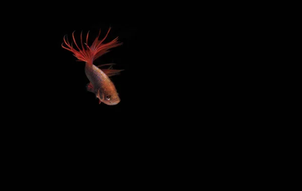 Red Betta Cupang Siamese Fighting Fish Serit Crowntail Black Backgroun — 스톡 사진