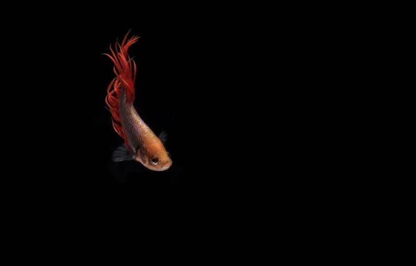 Red Betta Cupang Siamese Fighting Fish Serit Crowntail Black Backgroun — Stock fotografie