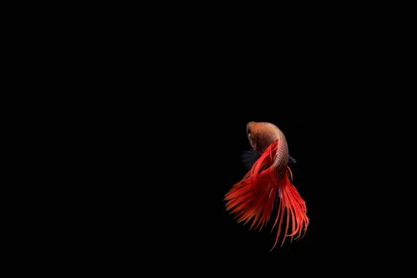 Kızıl Betta Cupang Siyam Savaşçı Balığı Serit Veya Crowntail Black — Stok fotoğraf