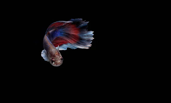 Bela Caçadora Halfmoon Azul Betta Cupang Siamês Pesca Combate Black — Fotografia de Stock